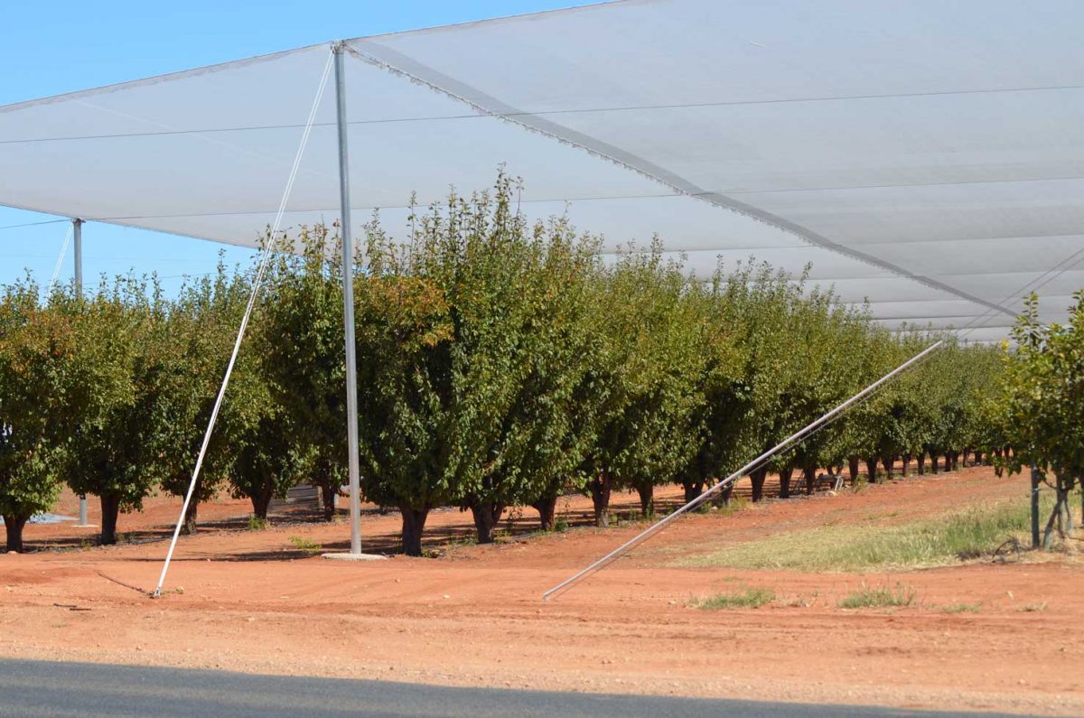 Netting-Contractors We also cater to netting contractors who are committed to producing high-quality vegetation all year round.