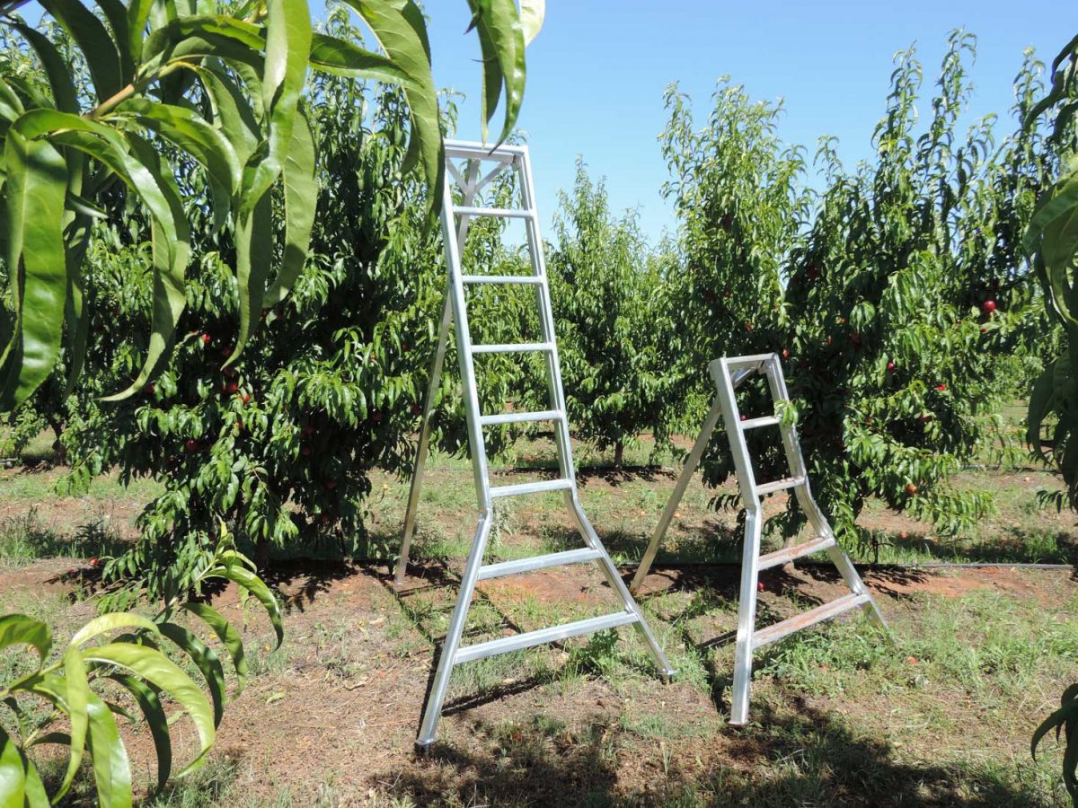 Stone-fruit-Pome Stone fruits and pome fruits are highly sensitive to direct sunlight. Our fruit bins help maintain the freshness of such fruits.